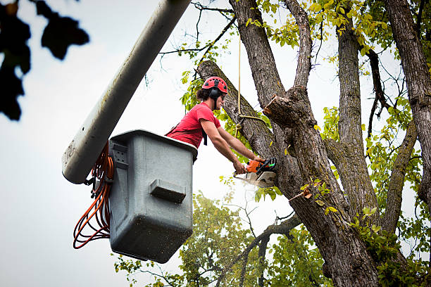 Professional Tree Removal and Landscaping Services in Wood Village, OR